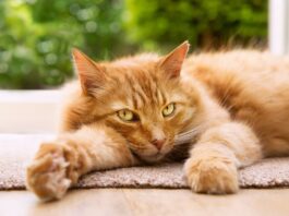 vermi polmonari nel gatto