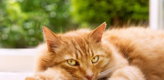 vermi polmonari nel gatto