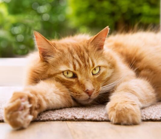 vermi polmonari nel gatto