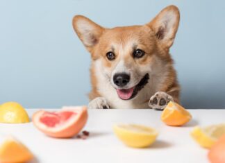 vitamine per cani