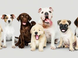 Animali di razza: nuove leggi e regole per la vendita animali di razza