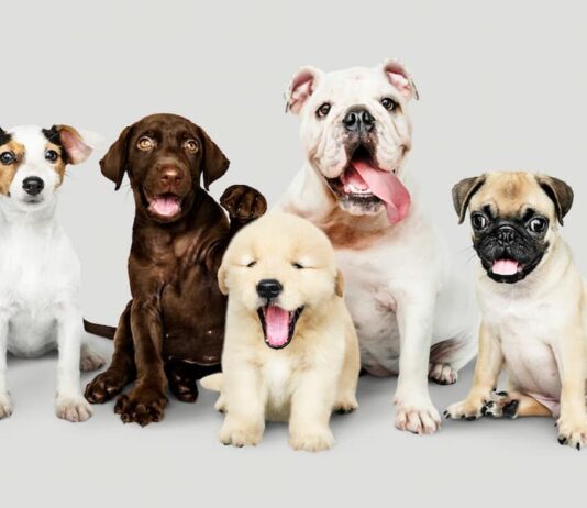 Animali di razza: nuove leggi e regole per la vendita animali di razza