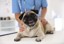 brachicefali veterinari