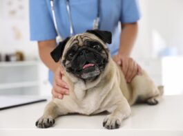 brachicefali veterinari