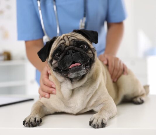 brachicefali veterinari