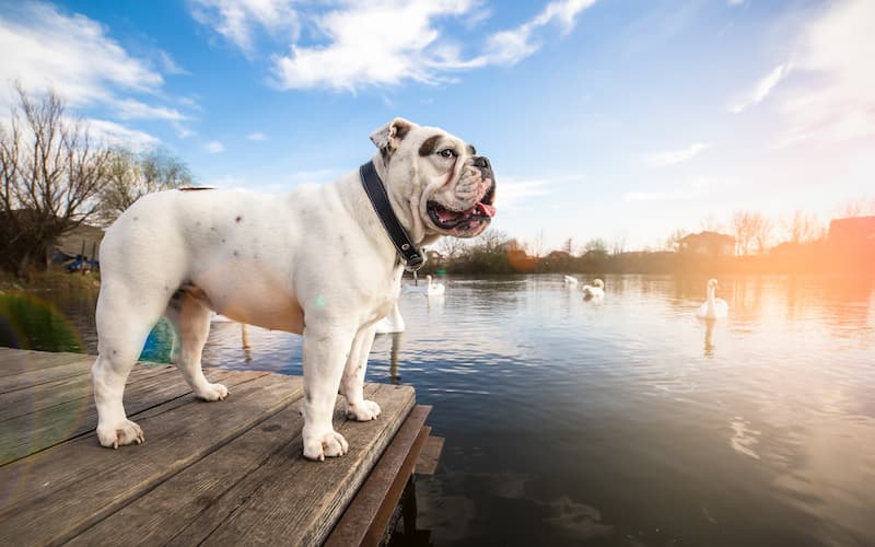 cani più amati Bulldog
