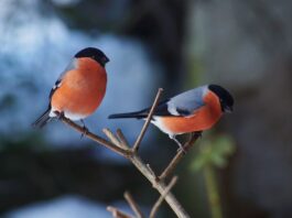 La riproduzione del ciuffolotto in natura e in cattività ciuffolotto riproduzione maschi