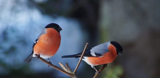 ciuffolotto riproduzione maschi