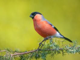 Il ciuffolotto, uccello rosso dalle grandi capacità canore