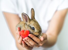 cuore coniglio