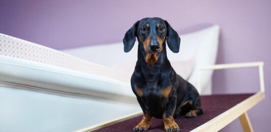 ernia del disco cane