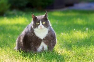 gatto dimagrire