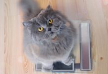 gatto dimagrire bilancia
