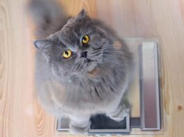 gatto dimagrire bilancia