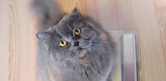 gatto dimagrire bilancia