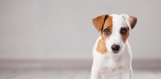 integrazione sali minerali animali