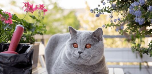 intossicazione fertilizzanti animali