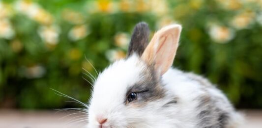 Cosa nascondono tutte quelle lacrime nel coniglio? lacrime coniglio