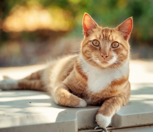 Leptospirosi, un problema anche nel gatto leptospirosi gatto