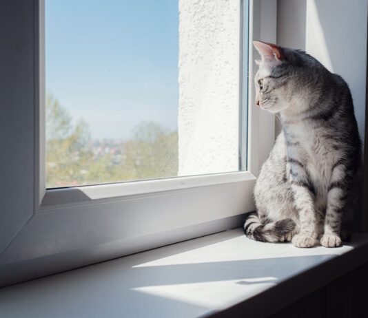 lockdown gatto