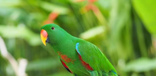 pappagallo eclecto