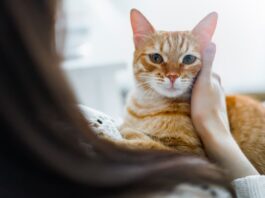 parassiti gatto uomo