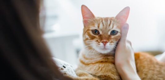 Parassiti del gatto: un pericolo per l’uomo? parassiti gatto uomo