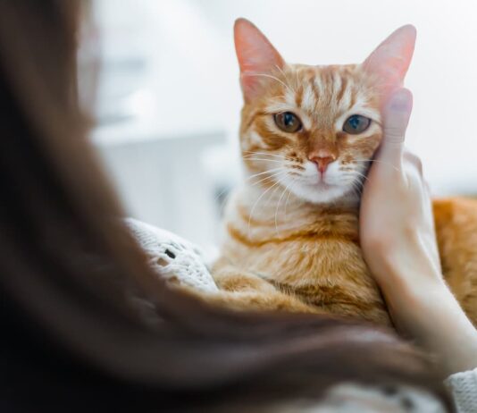 parassiti gatto uomo