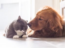 perdita di pelo cane