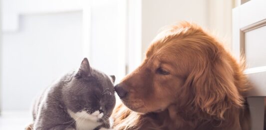 perdita di pelo cane