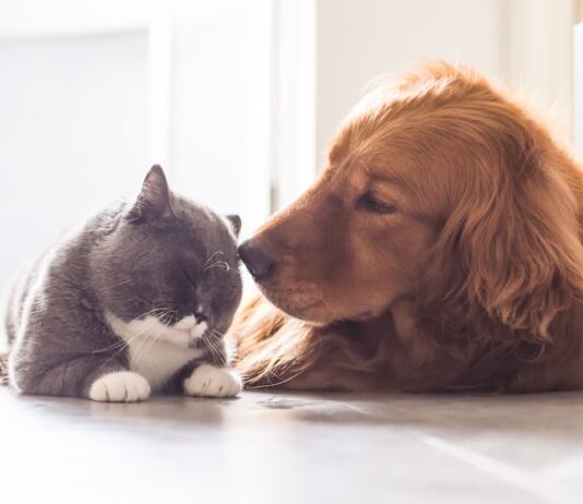 perdita di pelo cane