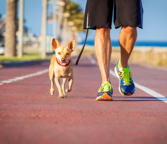 Perché fa bene fare sport con il proprio cane sport fare con cane