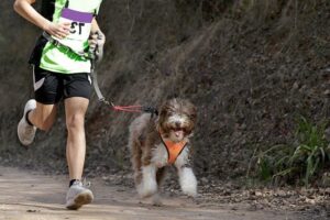 sport fare con cane canicross