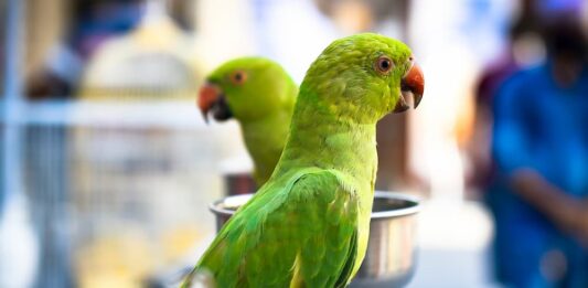 traffico illegale specie selvatiche