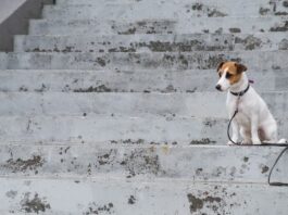 Perdere il cane solo