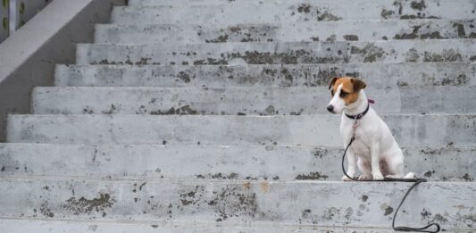 Perdere il cane solo