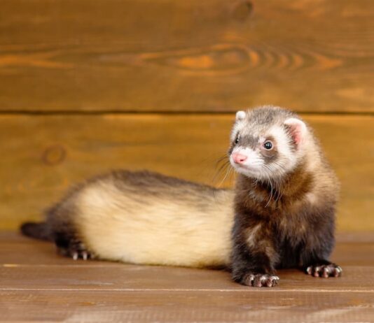 alimentazione furetto domestico