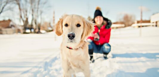 alimentazione inverno cane