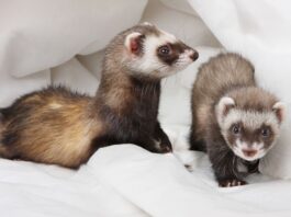 apparato digerente furetto coppia