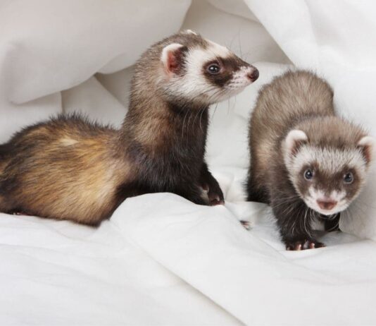 apparato digerente furetto coppia