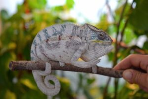 camaleonte colore grigio