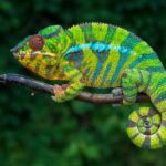 camaleonte pantera multi colore
