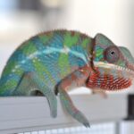 camaleonte pantera primo piano