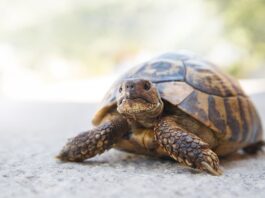 Lesioni traumatiche del carapace nella tartaruga carapace tartaruga