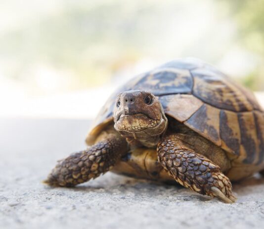 Lesioni traumatiche del carapace nella tartaruga carapace tartaruga