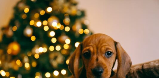 educare cane cucciolo Natale