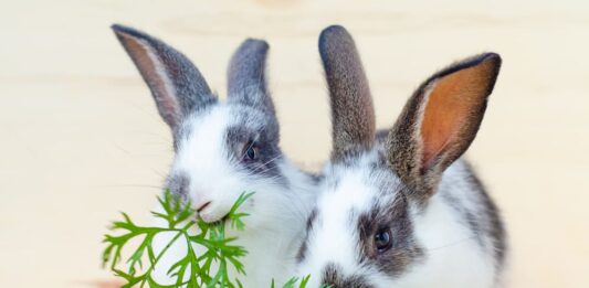 errori alimentazione del coniglio
