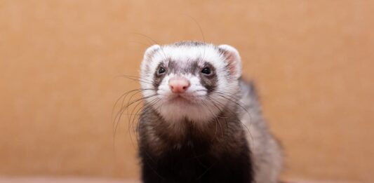 furetto domestico