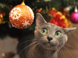 gatto palla natalizia