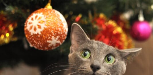 gatto palla natalizia